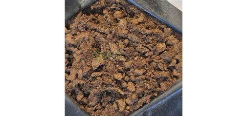 昆明育苗泥炭土在种植上有什么技巧？