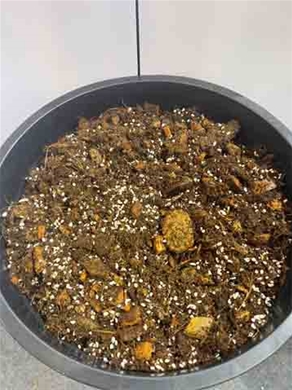 蓝莓种植专用基质